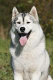 SIBERIAN HUSKY 892